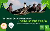 The Most Overlooked Birds - Pigeons and Doves in the City