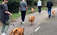 Joining Dog Walkers  與毛孩漫步 (Sep 2026)