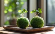 Horticultural Therapy Workshop – Mindful Kokedama (Moss Ball)