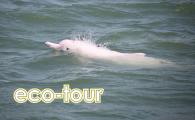  What the Heal - Dolphin Tour and Online Sharing